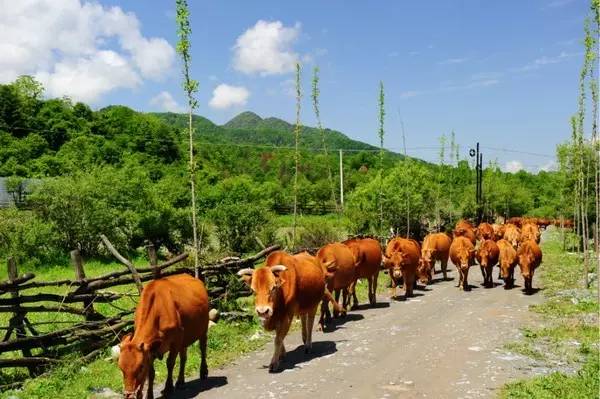 陕西100个示范村名单 (陕西省级示范村名单)