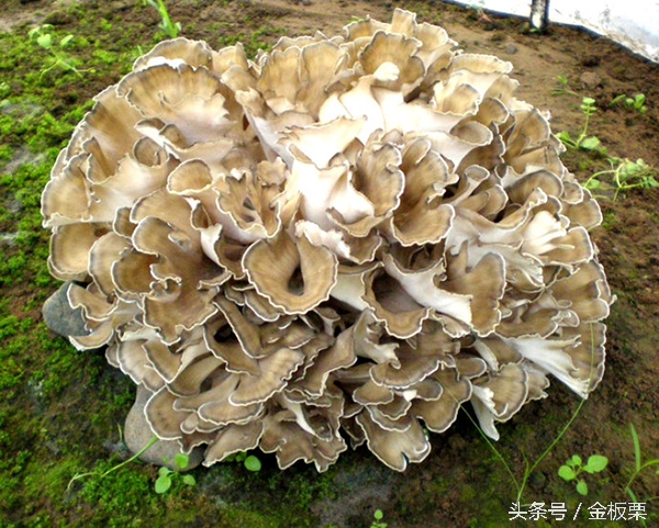 金栗网络科技有限公司,金板栗网最新招商