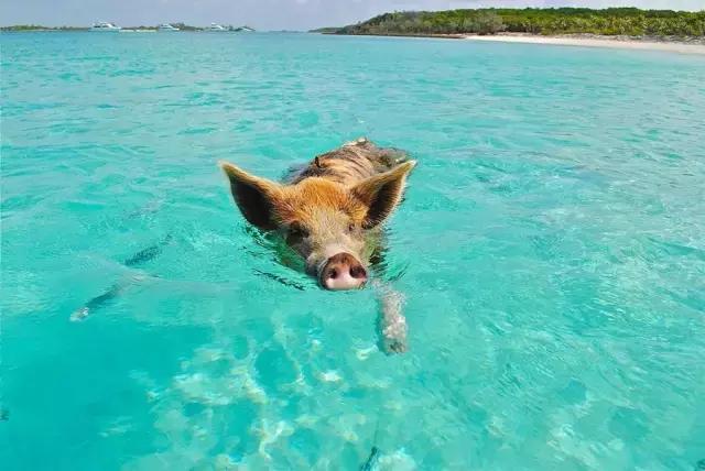 趣谈我以为是我的风华绝代吸引了你