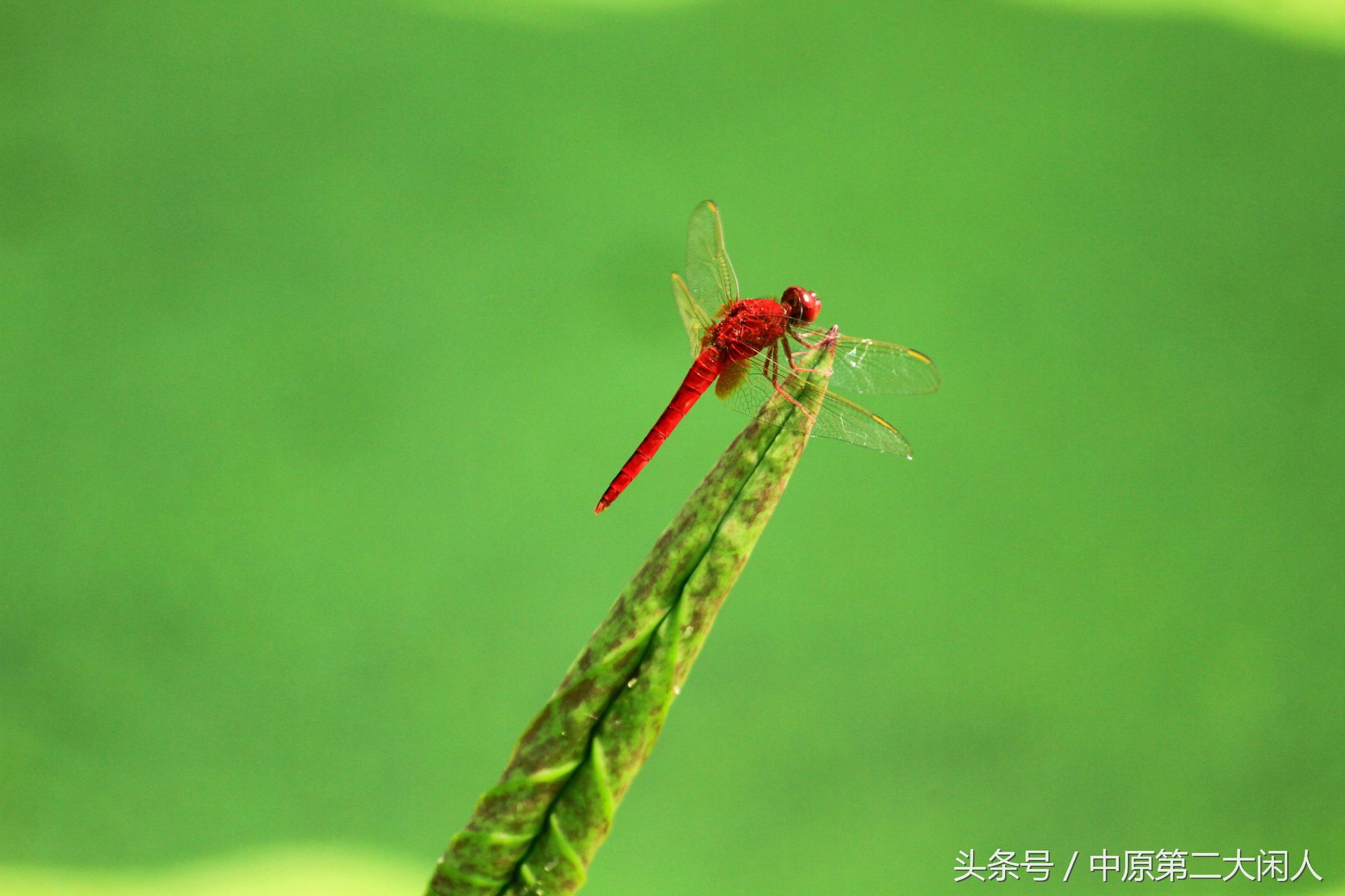 童年趣事抓蜻蜓400字文章,童年趣事抓蜻蜓的文章600字