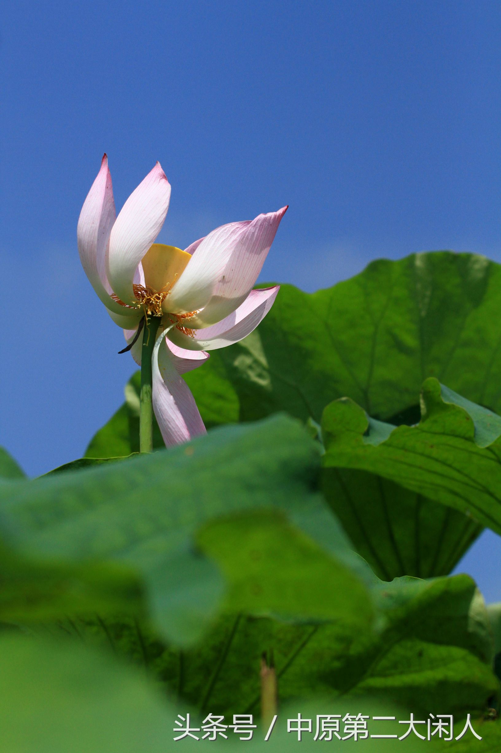 童年趣事抓蜻蜓400字文章,童年趣事抓蜻蜓的文章600字