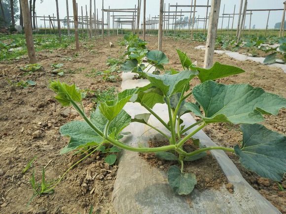 长得像树一样的菜有哪些,农村田边长得像樱桃一样的植物