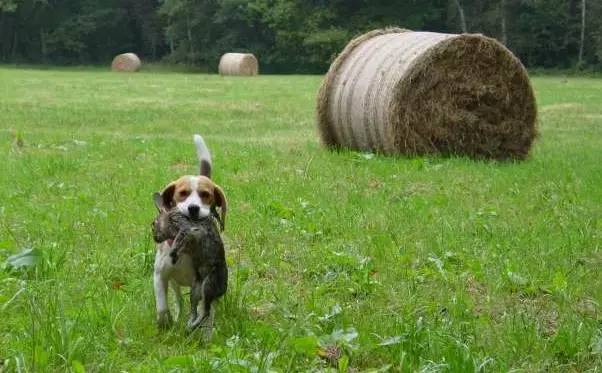 snoopy史努比是哪国品牌,snoopy史努比是什么动物