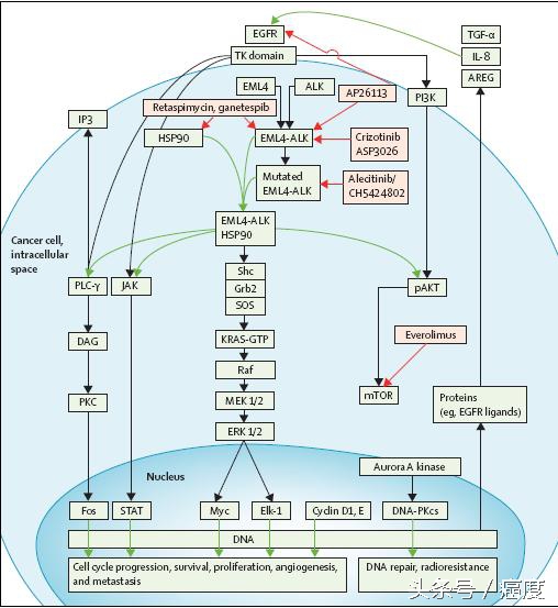 alk基因突变靶向药物功能点,alk基因突变靶向药物有几代