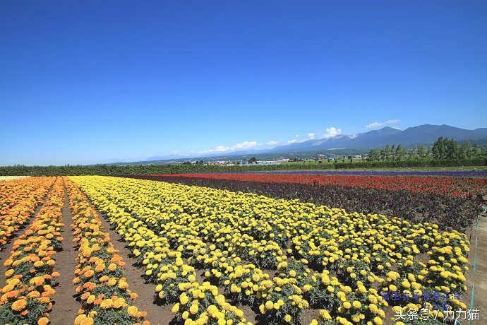 日本北海道最美丽的景点,北海道暑假旅游攻略大全