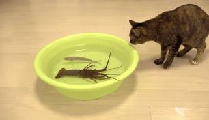 当霸气喵星人对上大龙虾，气氛不算融洽，整只猫都感觉不太好了！