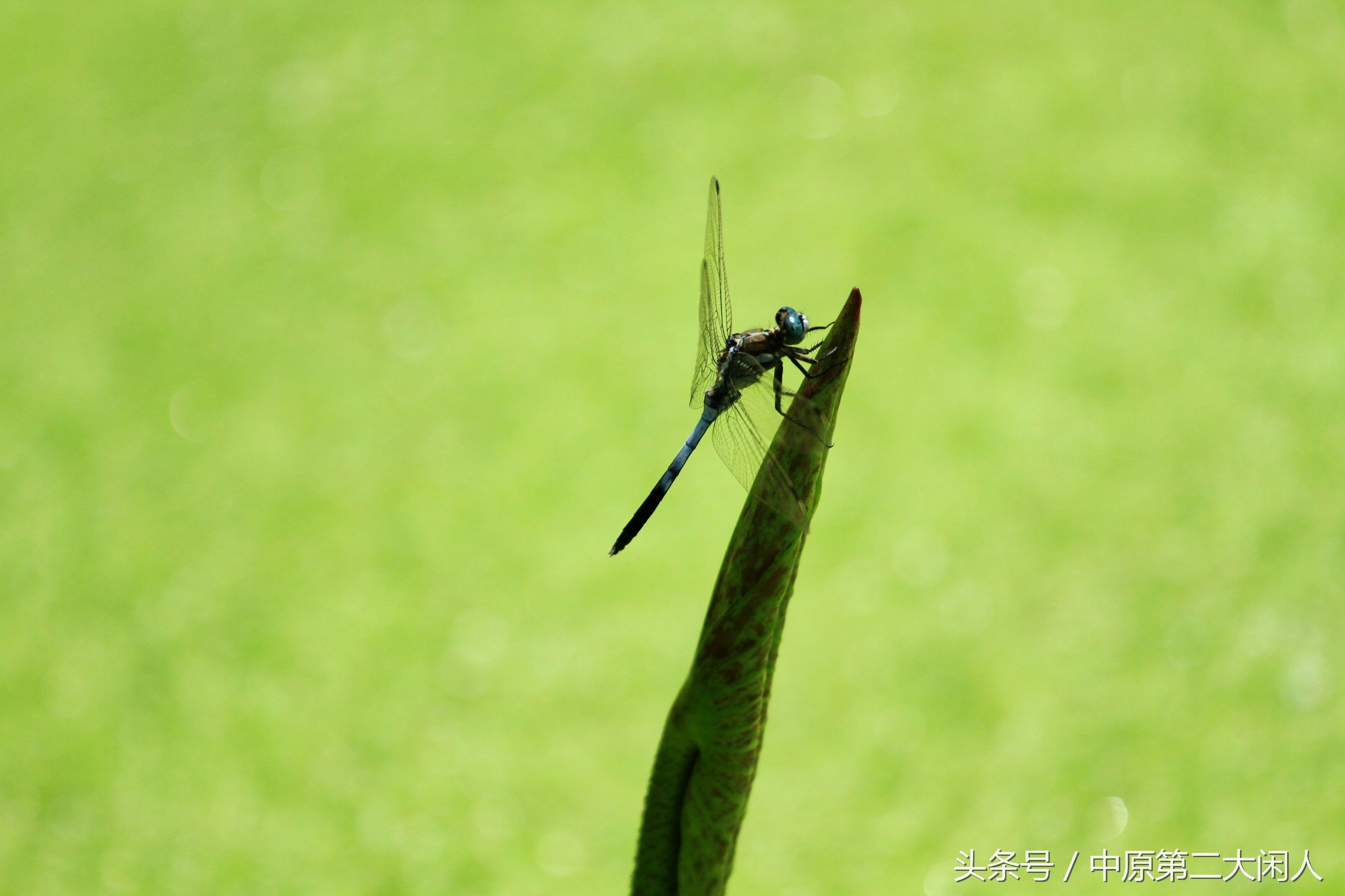 童年趣事抓蜻蜓400字文章,童年趣事抓蜻蜓的文章600字