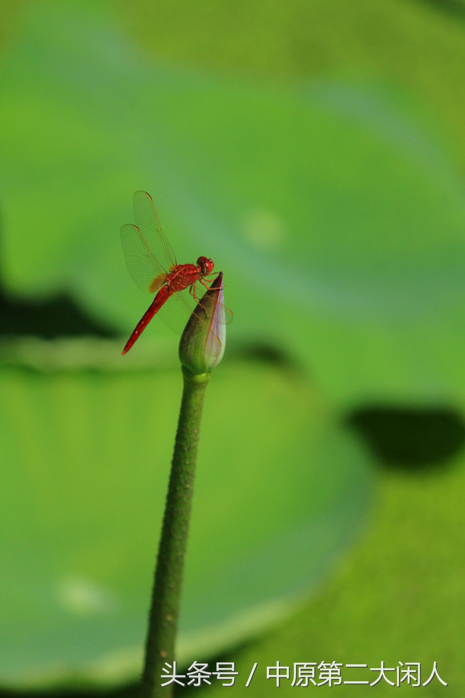 童年趣事抓蜻蜓400字文章,童年趣事抓蜻蜓的文章600字