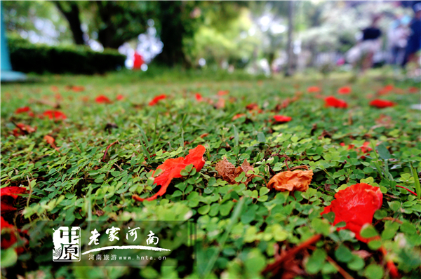 金秋沙巴游 (暑假去沙巴旅游攻略)