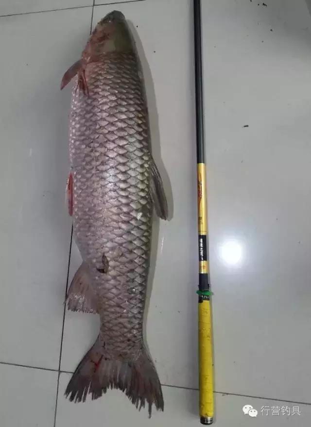 一入钓鱼深似海,一入黑坑