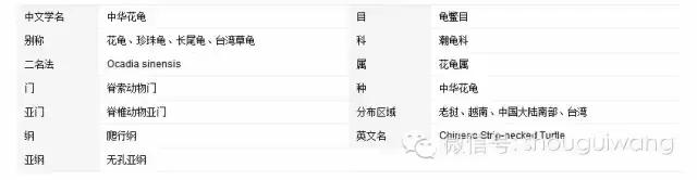 中国花龟珍珠龟,中华花龟幼龟