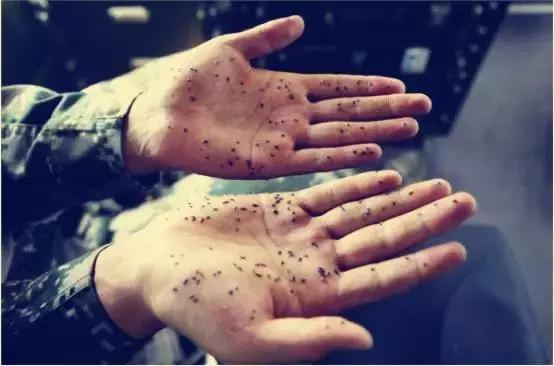 自从买了这把枪，居然嫌家里的苍蝇太少了，它到底有多好玩？