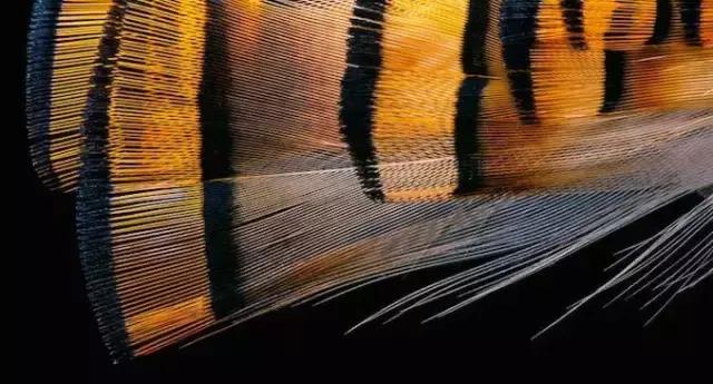 一根羽毛也许太普通了仿写,一根不起眼的羽毛