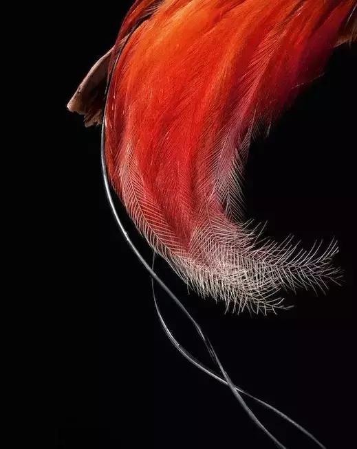 一根羽毛也许太普通了仿写,一根不起眼的羽毛