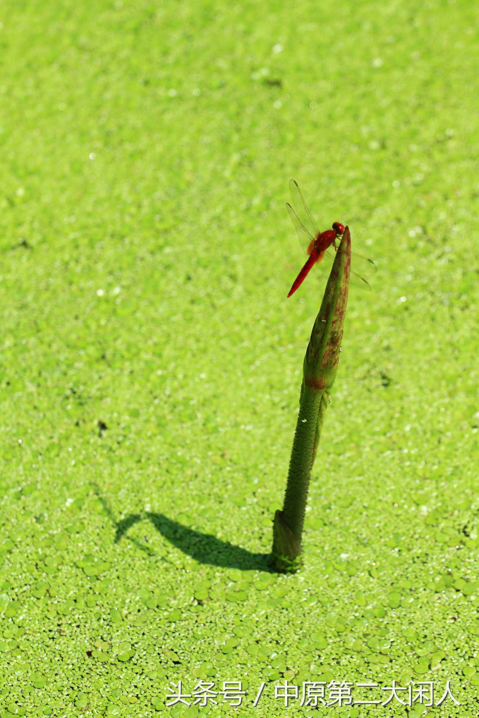 童年趣事抓蜻蜓400字文章,童年趣事抓蜻蜓的文章600字