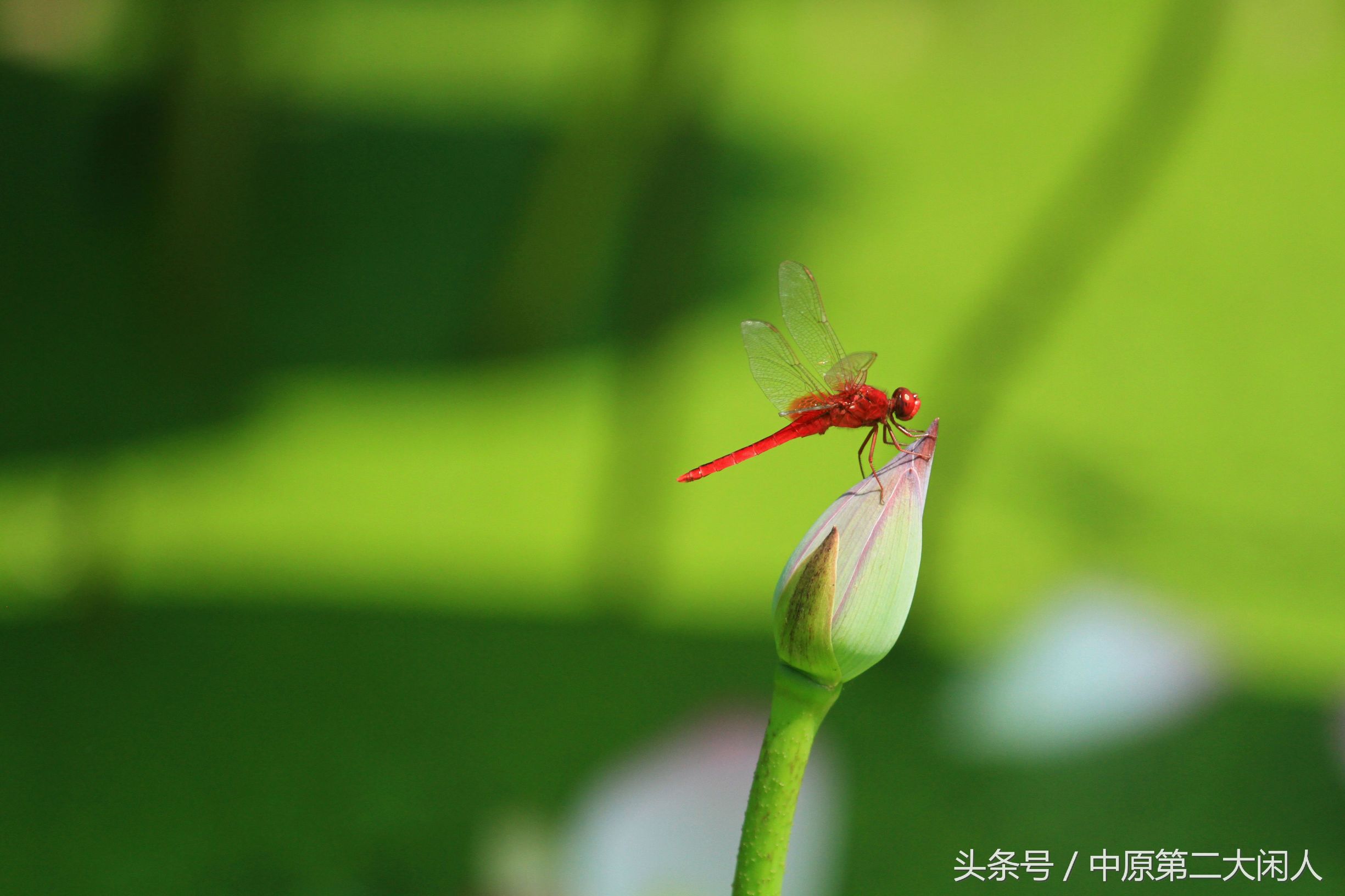童年趣事抓蜻蜓400字文章,童年趣事抓蜻蜓的文章600字