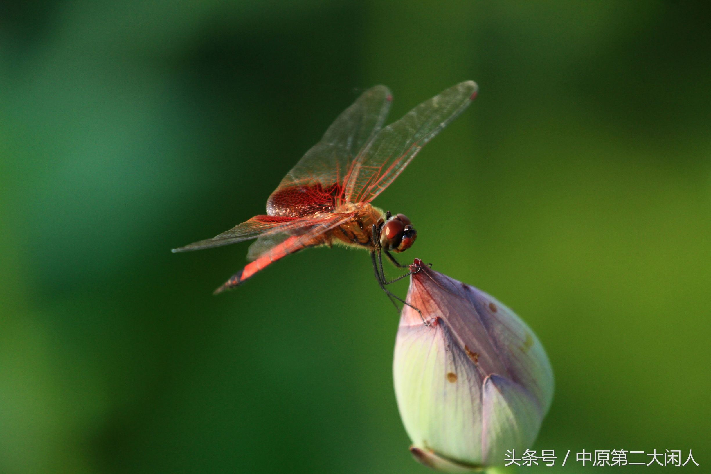 童年趣事抓蜻蜓400字文章,童年趣事抓蜻蜓的文章600字