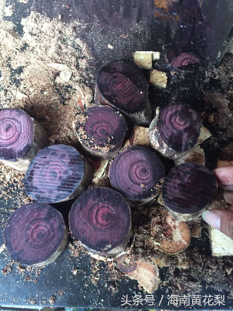 海南黄花梨老料欣赏,海南黄花梨老料还有多少
