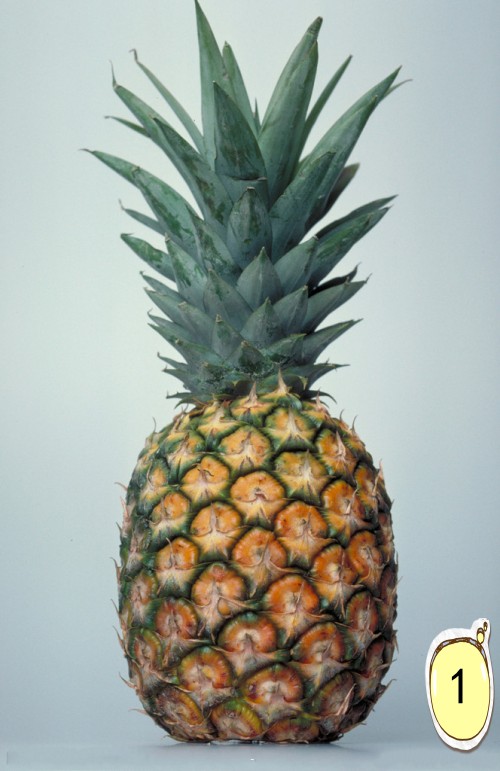 菠萝自己在家怎么种,菠萝在家自己怎样种植