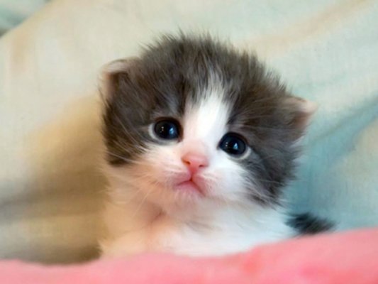 猫咪常见的疾病处理方法,猫咪常见病症及治疗方法