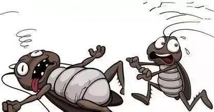 没有蟑螂的蟑螂怎么彻底消灭,灭蟑螂怎么能够把蟑螂全部消灭掉