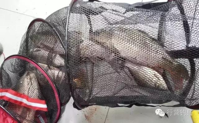 一入钓鱼深似海,一入黑坑