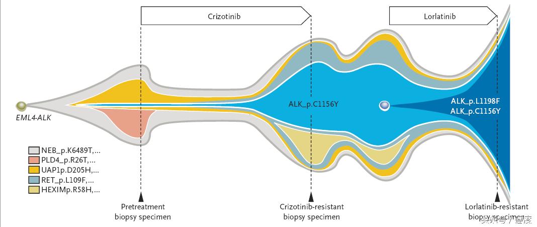 alk基因突变靶向药物功能点,alk基因突变靶向药物有几代