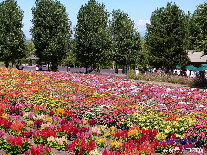 日本北海道最美丽的景点,北海道暑假旅游攻略大全