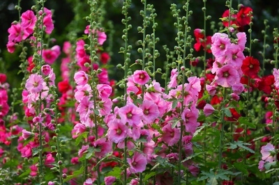 被赏一丈红的人有哪些,突然被点赞过百万有奖励吗