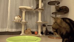 当霸气喵星人对上大龙虾，气氛不算融洽，整只猫都感觉不太好了！