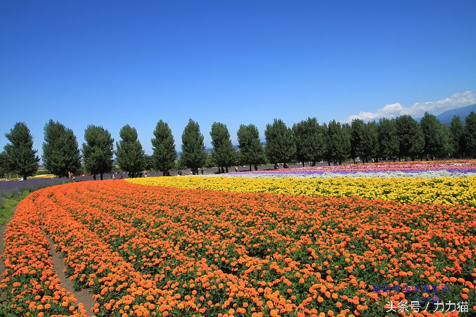 日本北海道最美丽的景点,北海道暑假旅游攻略大全