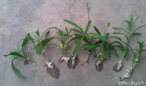 紫色薰衣草怎么养护好看,熏衣草日常怎么养