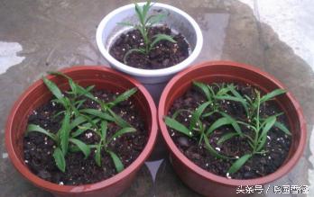 紫色薰衣草怎么养护好看,熏衣草日常怎么养