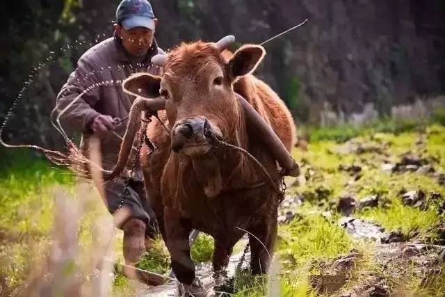 休闲农业能够开发哪些创意,休闲农业学什么课程
