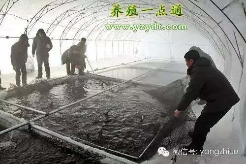 鱼塘保暖的正确方法,鱼塘冬天需要预防什么虫和病