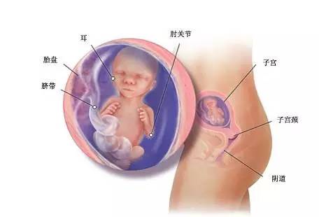 孕周期17周,孕宝15周图