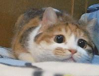 英国代购项目骗局,英国代购什么产品比较划算