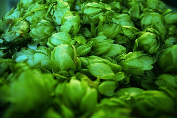 探索|澳洲啤酒的前世今生