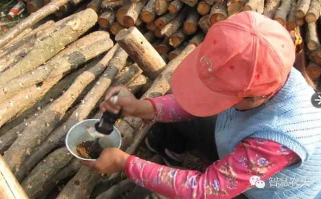 黑木耳种植技术详解,黑木耳种植技术哪里学