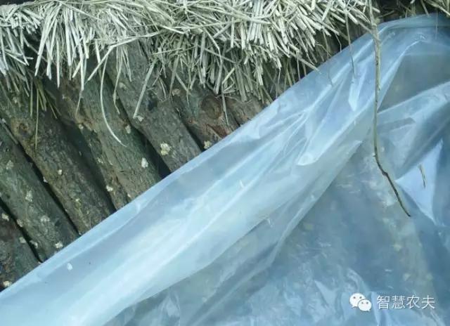 黑木耳种植技术详解,黑木耳种植技术哪里学