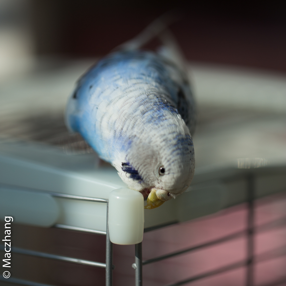 哈根笼子设计,鹦鹉笼设计图