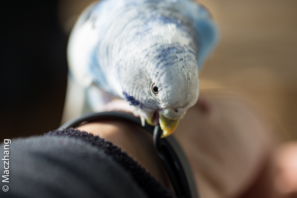 哈根笼子设计,鹦鹉笼设计图