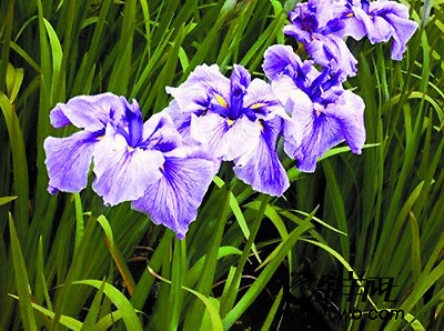 118朵花这个数字有什么寓意,118种花的花语合集图片