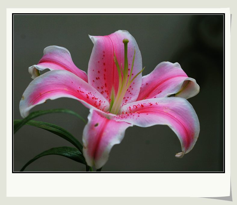 118朵花这个数字有什么寓意,118种花的花语合集图片