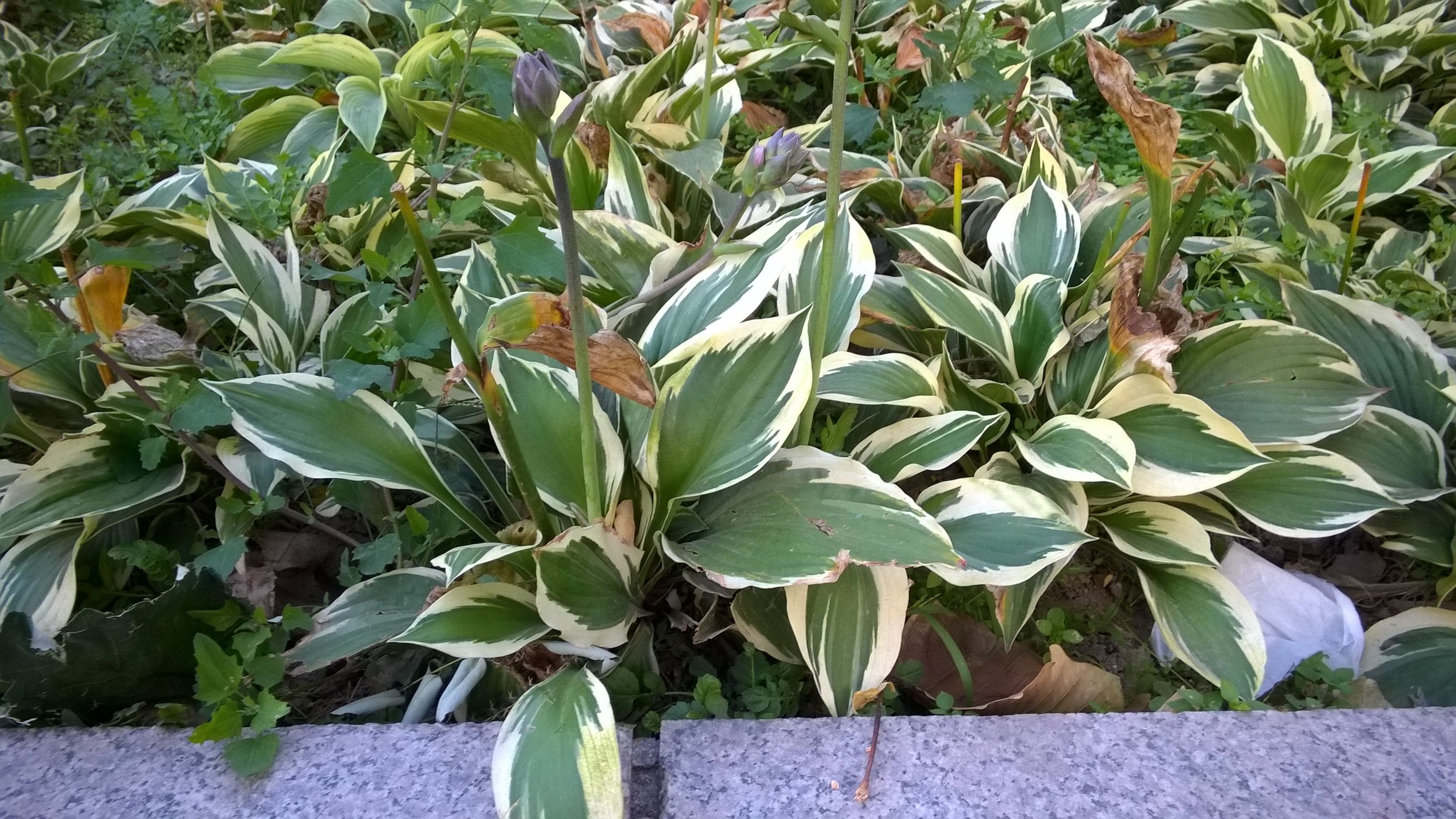 曾经的手机巨头诺基亚,体验经典之诺基亚lumia830