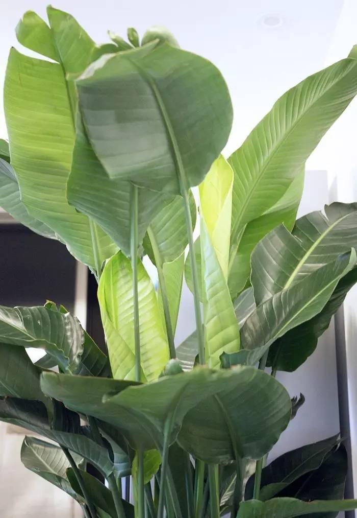 晒家两人两喵孙先生家，96平，混搭复式....