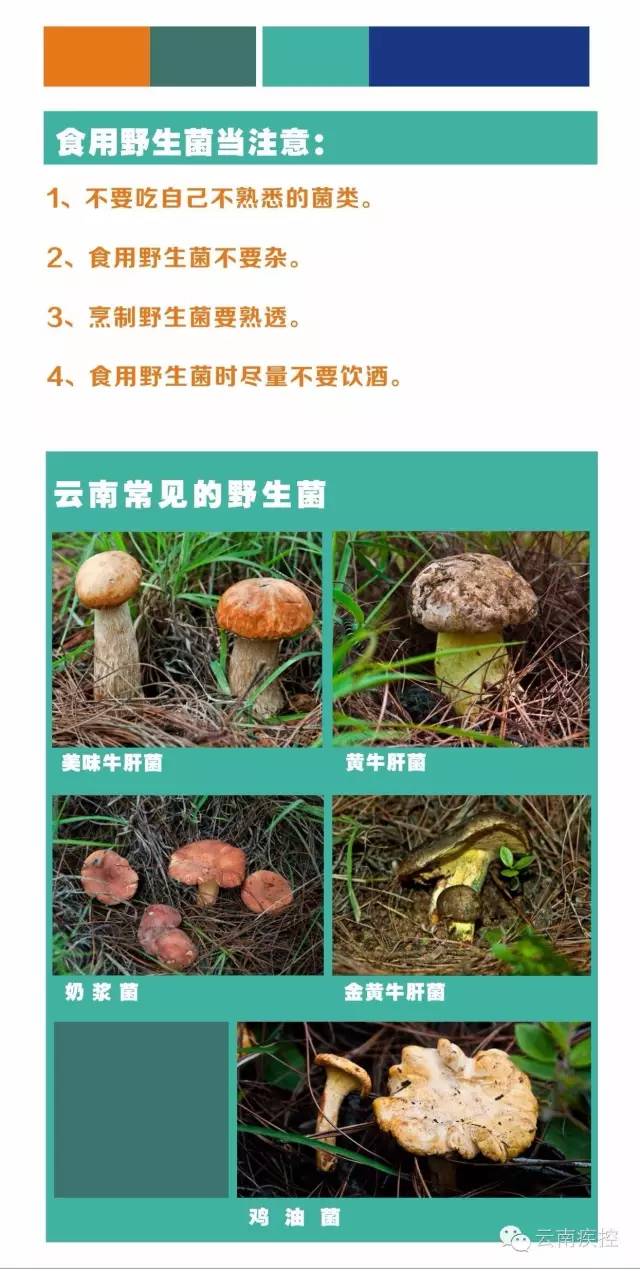 食用野生菌科普知识,菌类常识