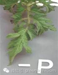 掌握正确施肥方法,如何正确操作施肥