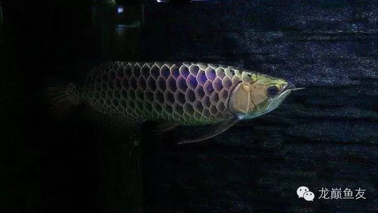 养龙三部曲，你学会了吗？