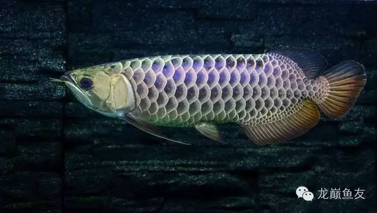 养龙三部曲，你学会了吗？